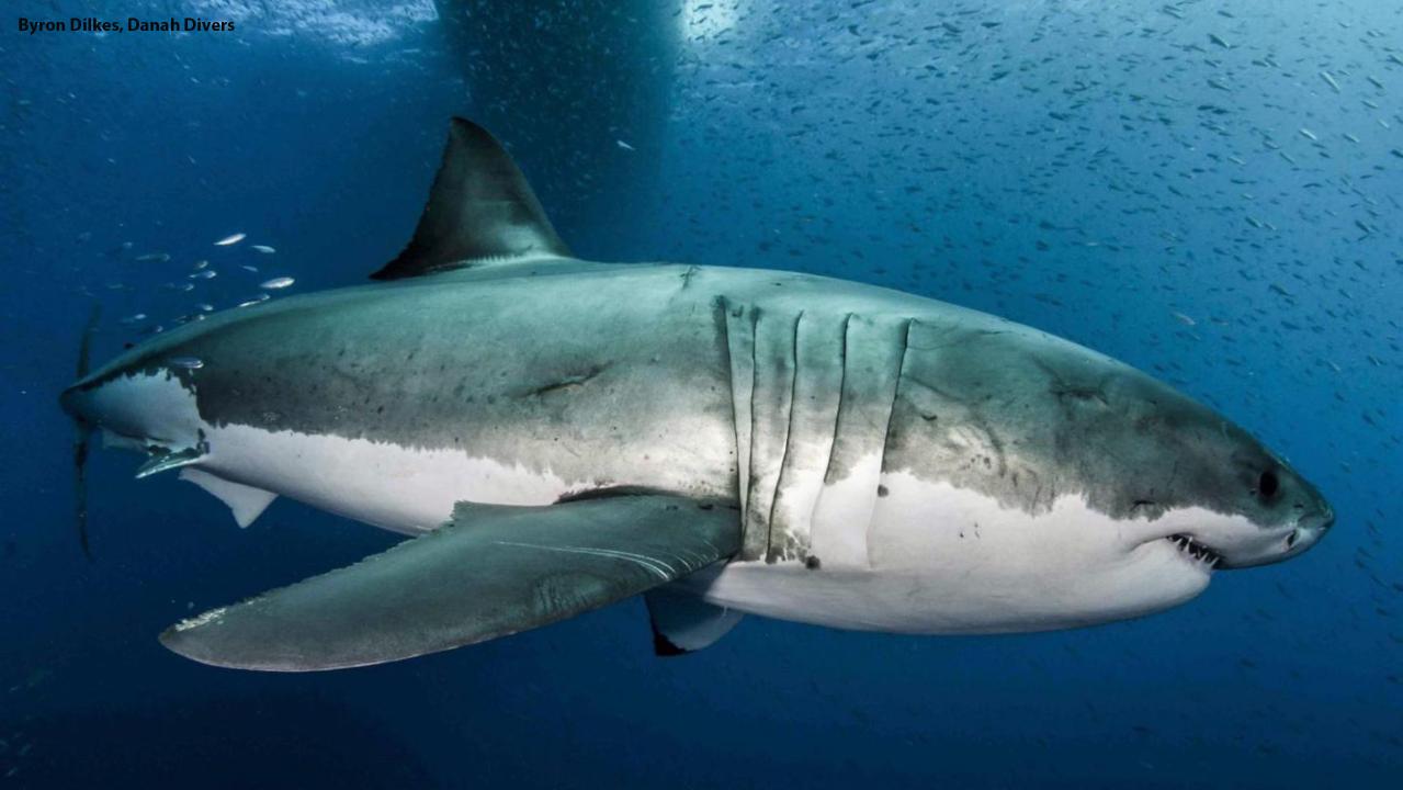 Can sharks cure cancer? Great white shark genome decoded | Fox News