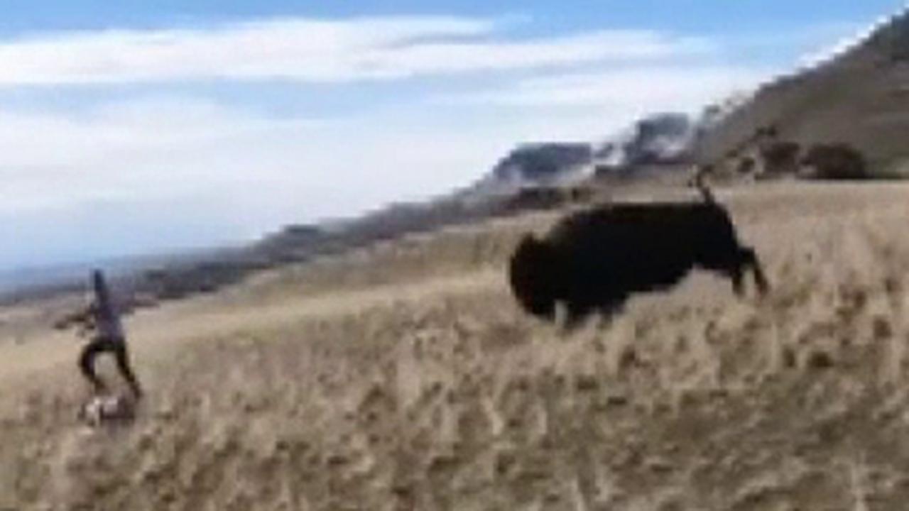 bison antelope island park utah state runner charging trail county charges shows encounter comfort too close foxnews