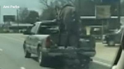 Wild video: Police pull over pickup with horse riding in the bed