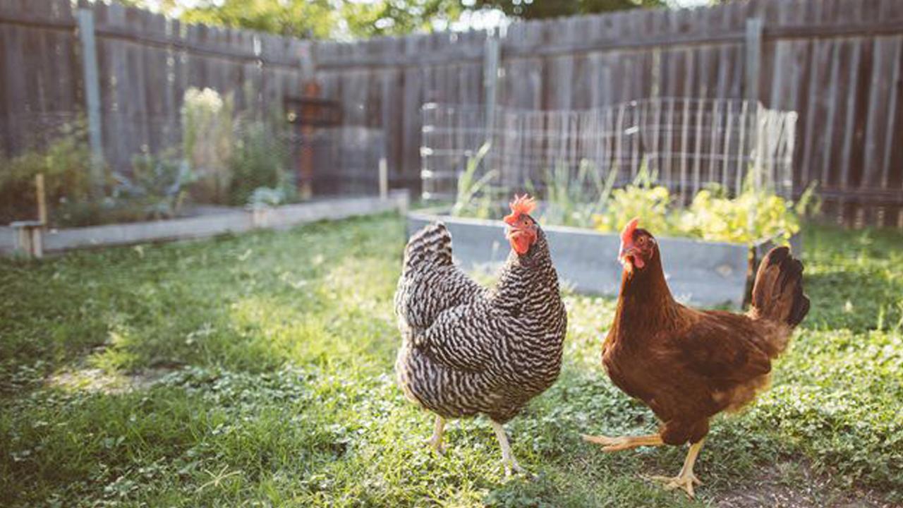 Salmonella outbreak connected to backyard poultry sickens more than 1,000 across 49 states: CDC - Fox News thumbnail