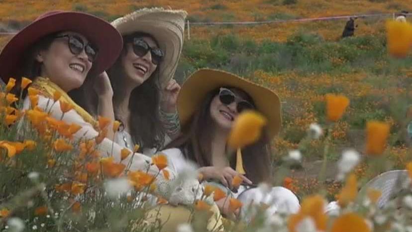 California town shuts down access after too many visitors show up to see 'super bloom'