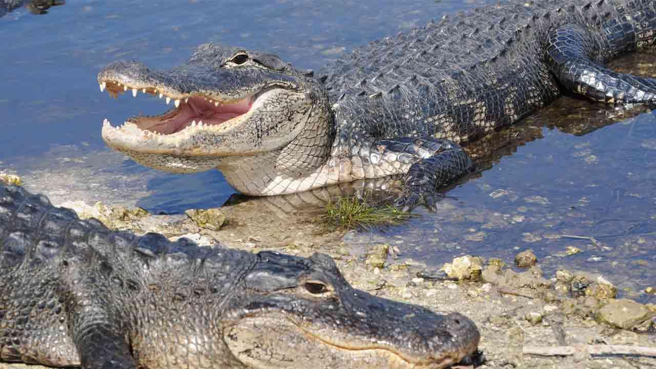 Alligators and dinosaurs may have more in common than we think