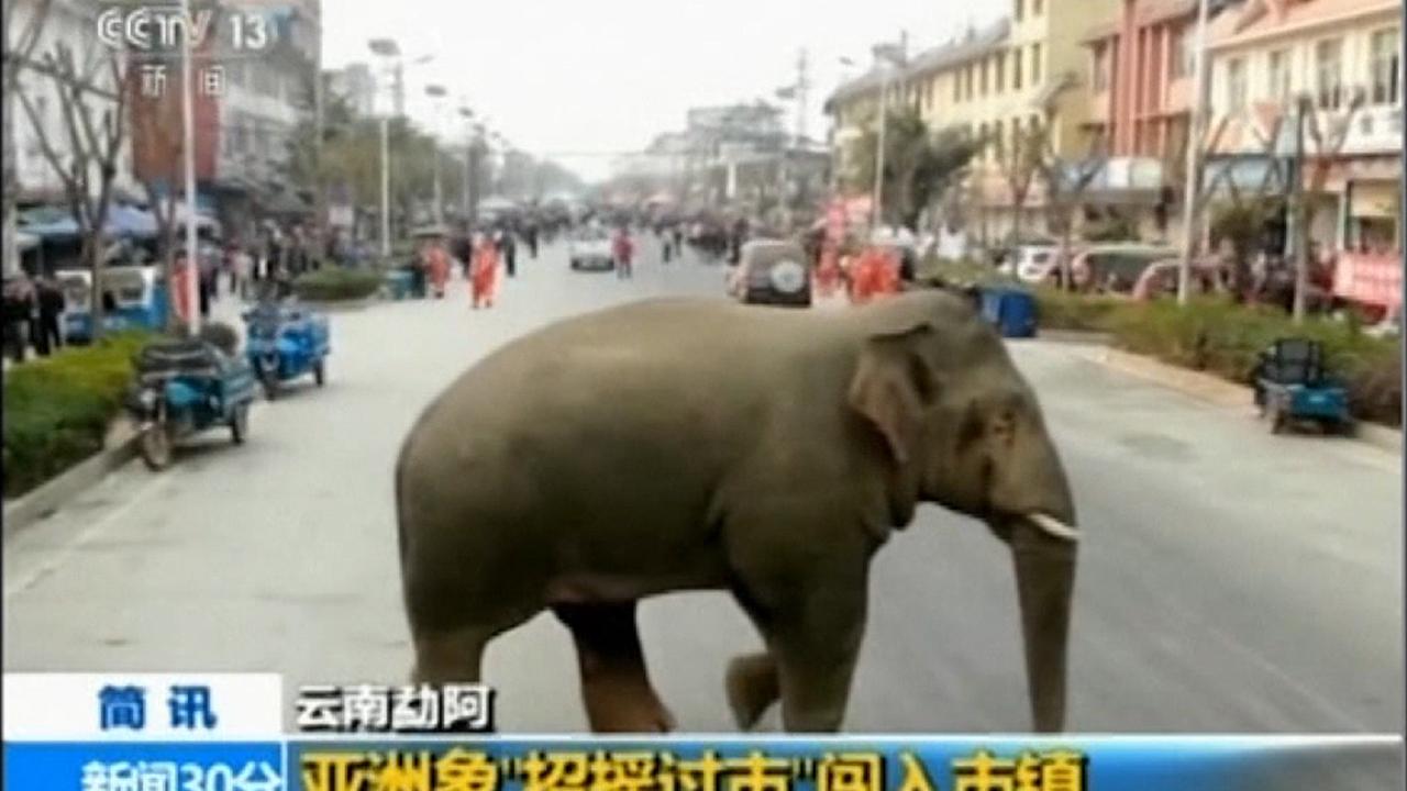 Wild elephant wanders through town in China