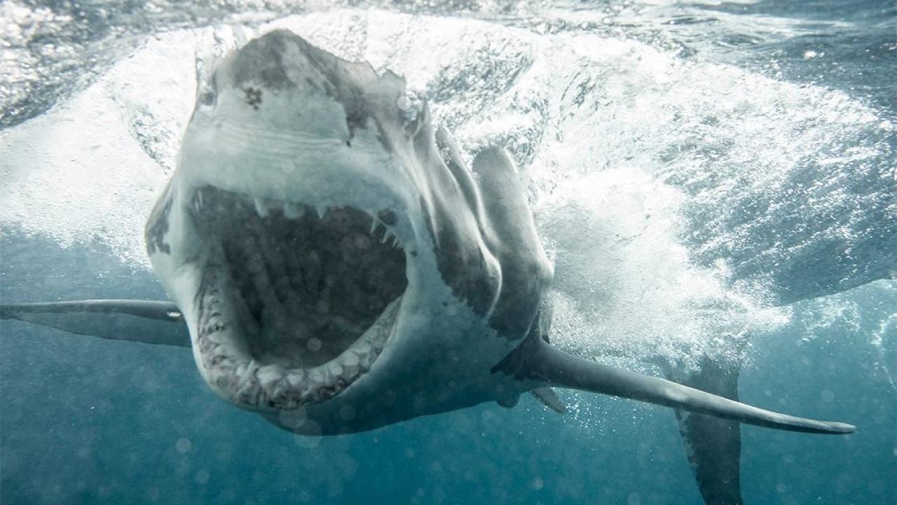 Huge Great White Shark Shocks Florida Couple As It Emerges From Water Bites Chum Bag Wild