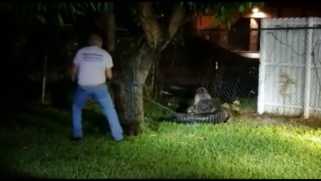 Raw Video: Miami Fire and Rescue wrangle a gator who wandered into a residential yard
