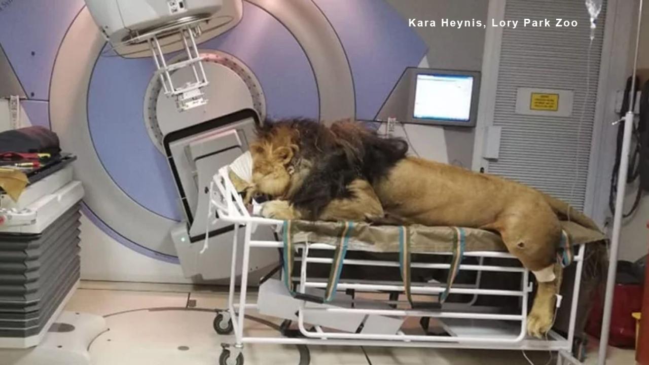 Wild images show a lion undergoing cancer treatment at South African hospital