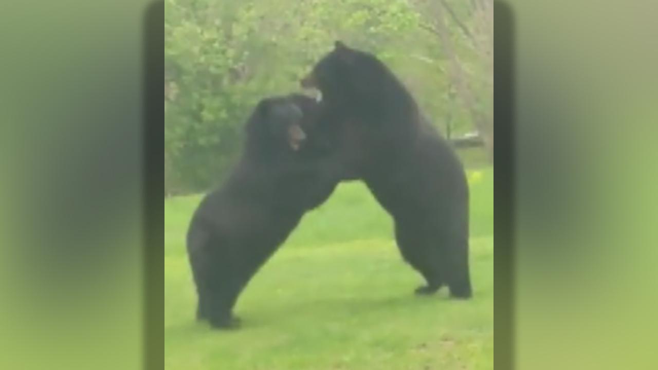 Two bears fight each other in front yard of New Jersey home