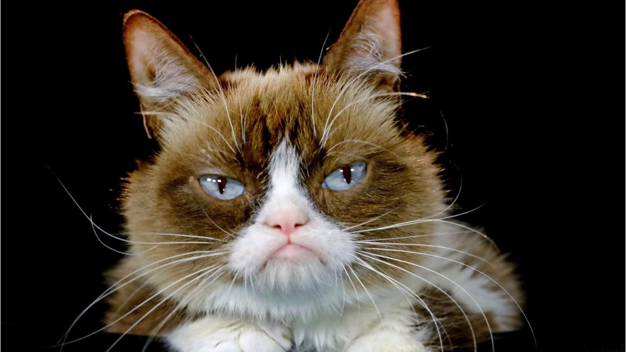 Grumpy Cat's funniest memes in honor of the famous feline's death