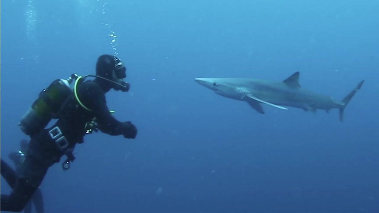 Shark! Wild video of first-hand shark encounters