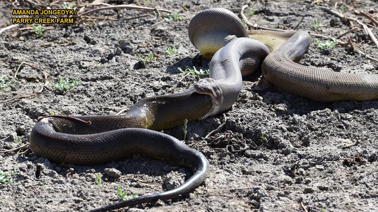 WARNING GRAPHIC IMAGES: Huge Python Swallows Giant Python But Can't Handle It |  foxnews
