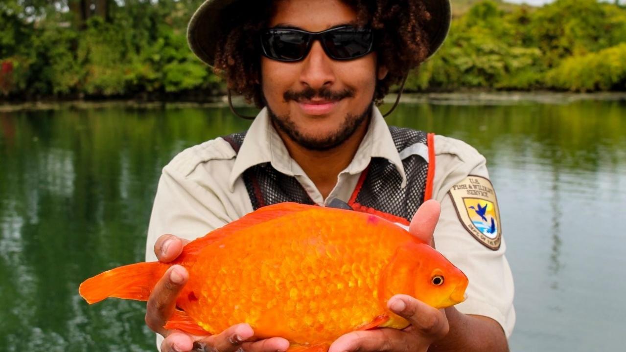 Giant goldfish found in Niagara River 