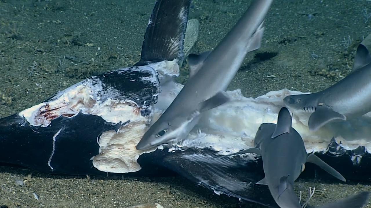 Shark swallowed whole dυring rare deep-sea feeding frenzy off Soυth  Carolina coast, video shows | Fox News