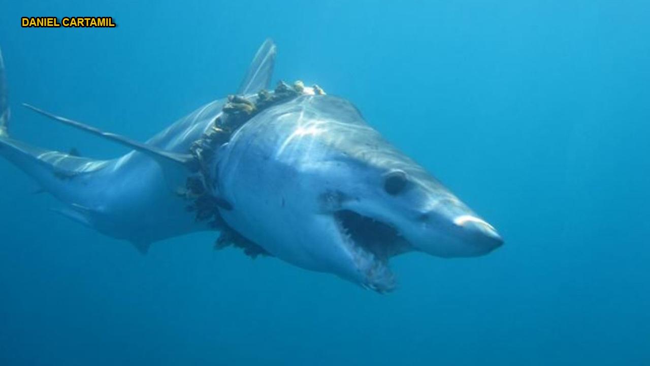 Flashback Friday: The Tiger Sharks take Tallahassee