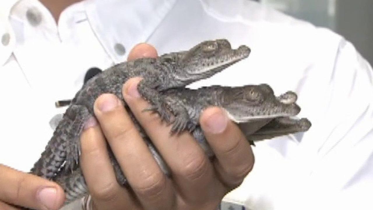 American crocodiles stage comeback near nuclear plant in Florida