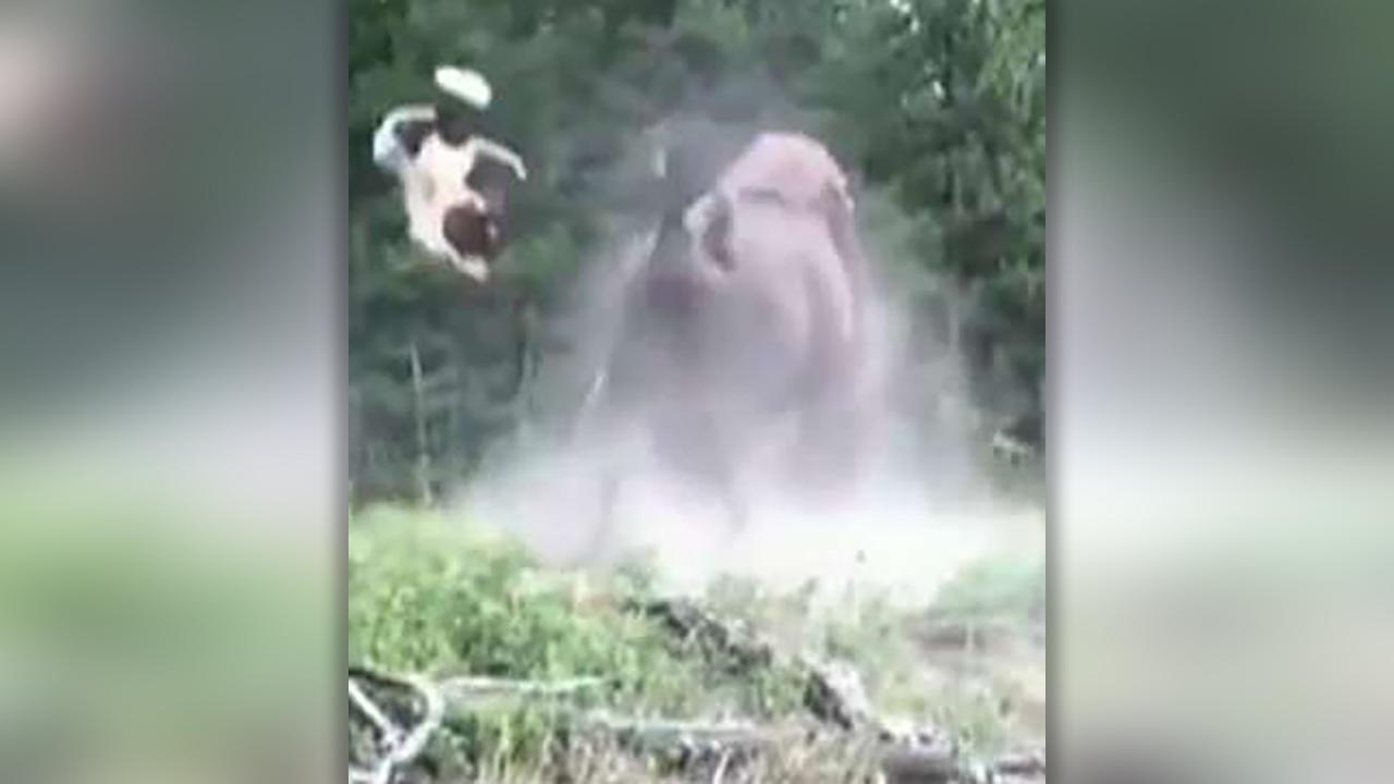 Charging bison launches girl into air at Yellowstone National Park