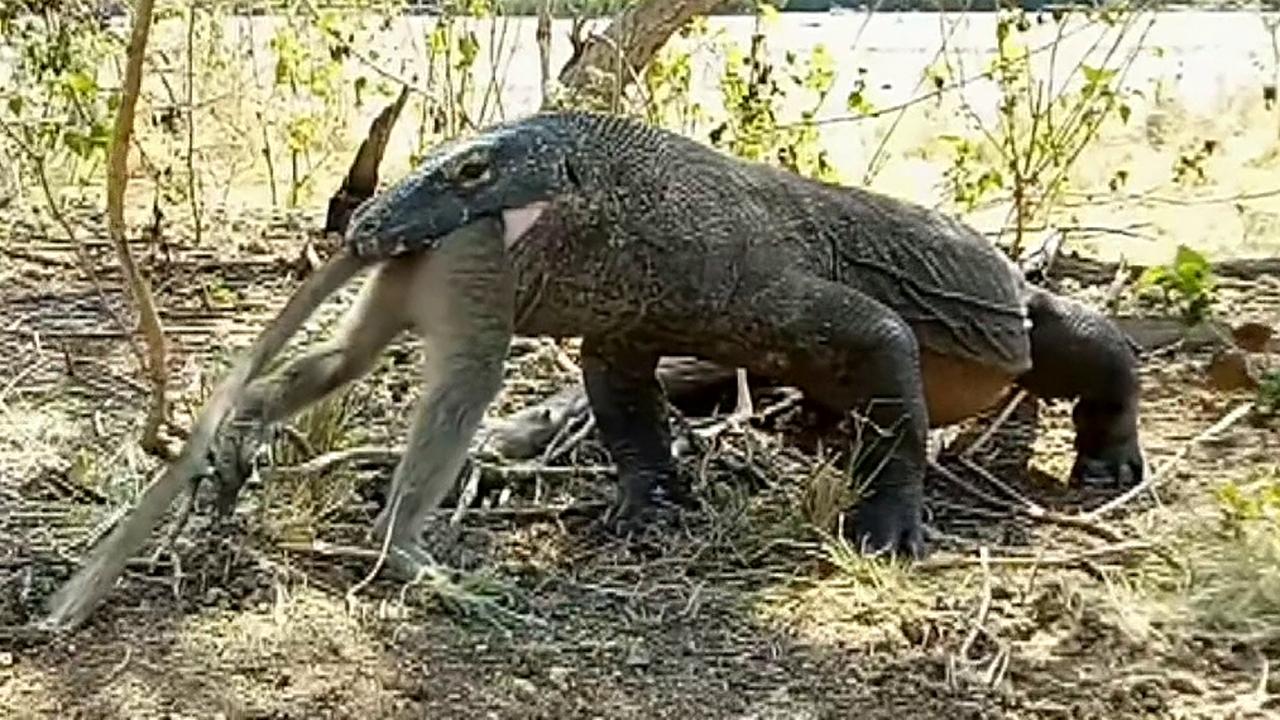 Un video gráfico muestra a un dragón de Koodo tragando un mono entero |  Fox News