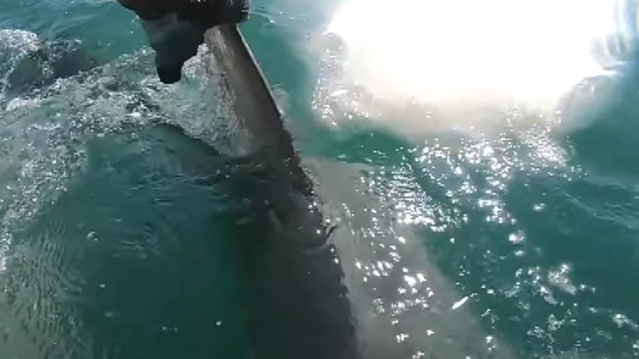 Huge hammerhead shark grabs fish from captain’s hands