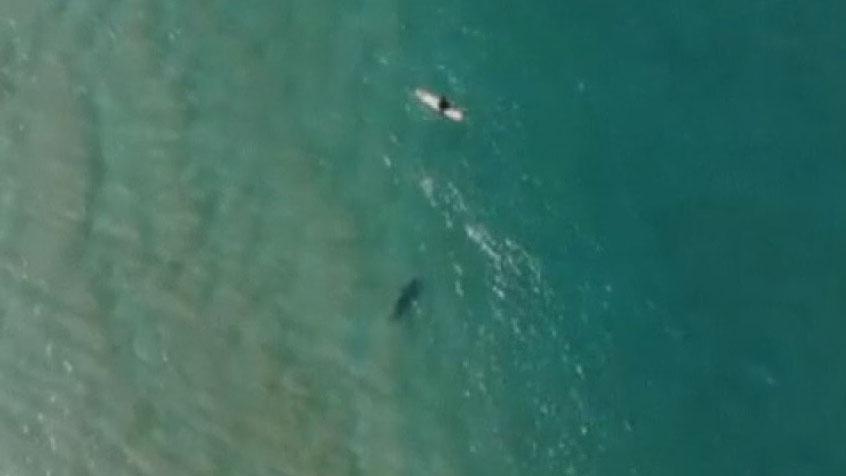 Shark sighted near surfer off Australia coast