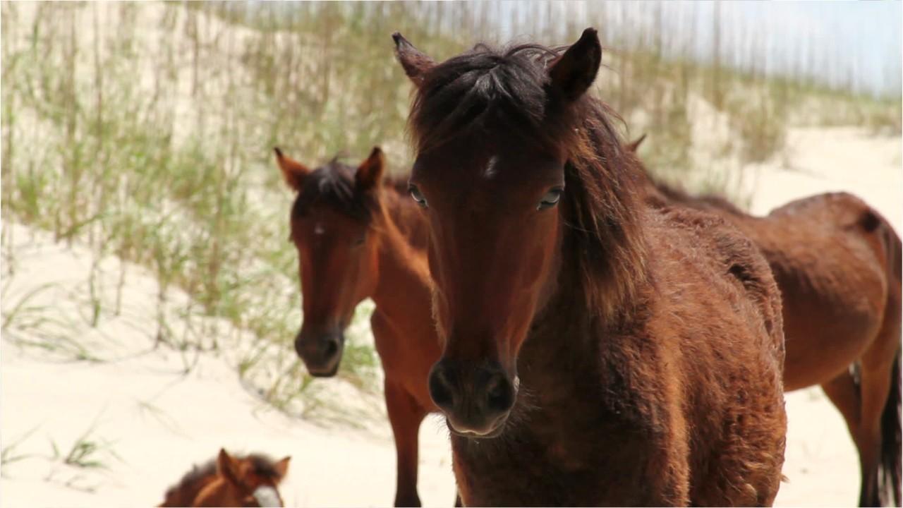 28 wild horses killed in Hurricane Dorian 'mini tsunami' off North Carolina coast