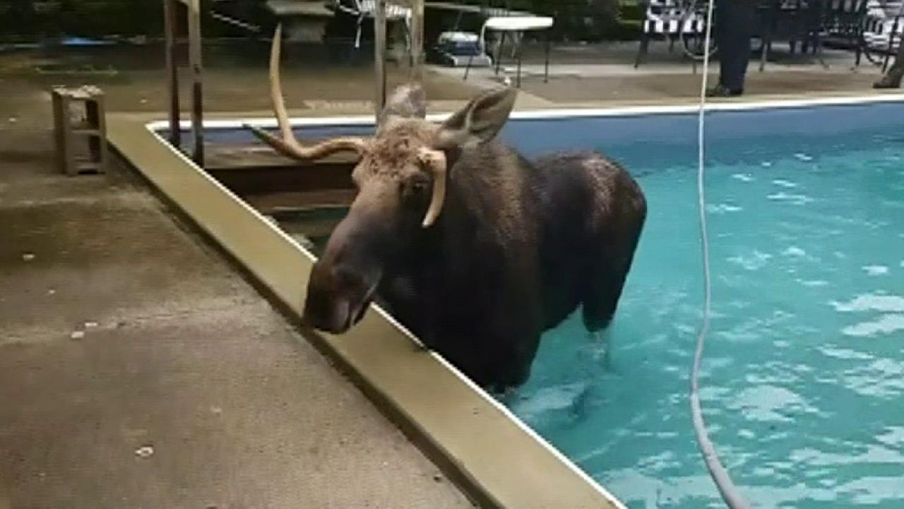 Raw video: Moose who became trapped in a New Hampshire swimming pool is rescued by the state Fish and Game Service
