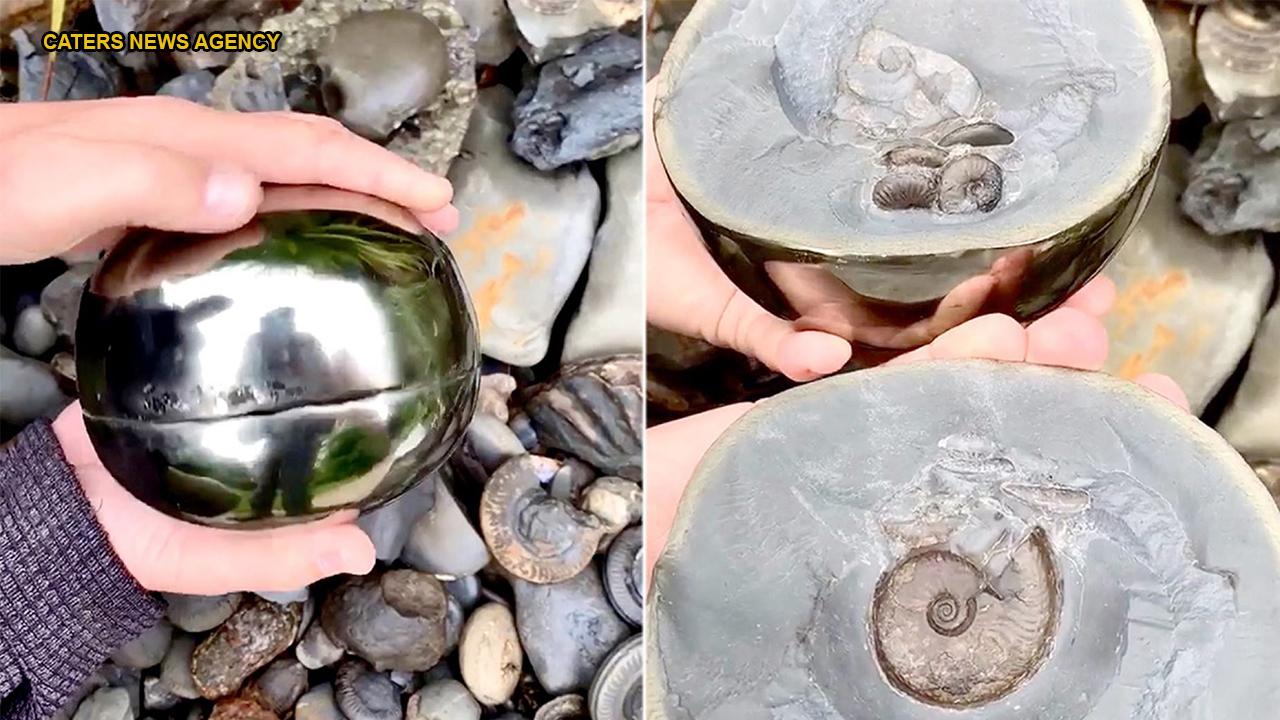 Fossil hunter finds 185M-year-old 'golden snitch' with ancient sea creature inside