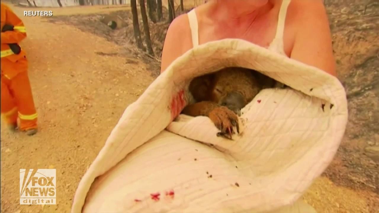 Woman rescues badly burned koala from Australian bushfire