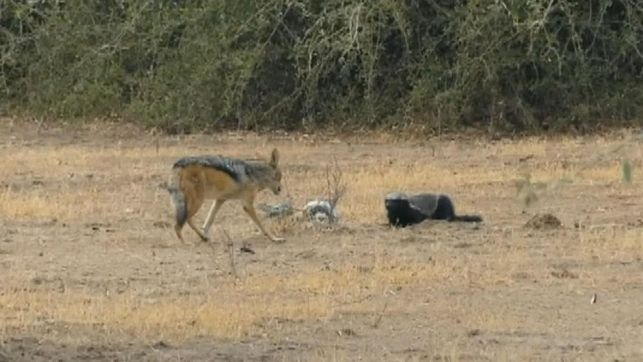 Shocking video of python, honey badger and jackals fighting each other goes  viral | Fox News