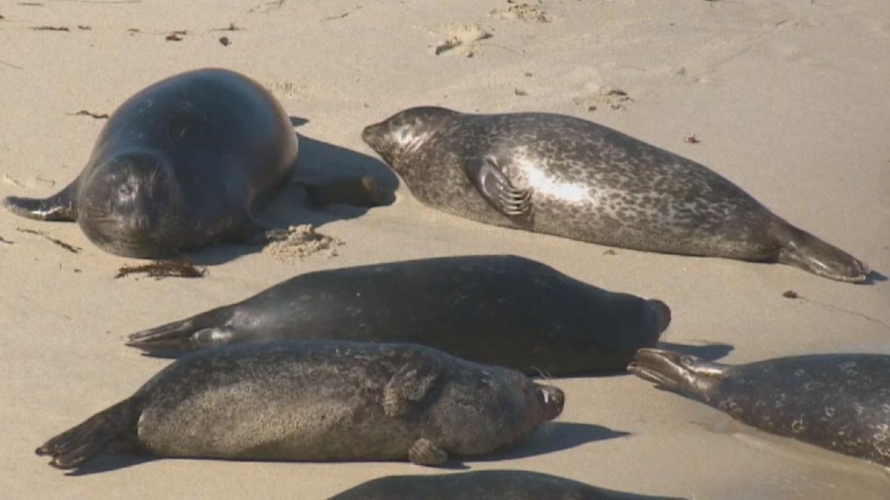 City sides with seals over surfers, closes beach