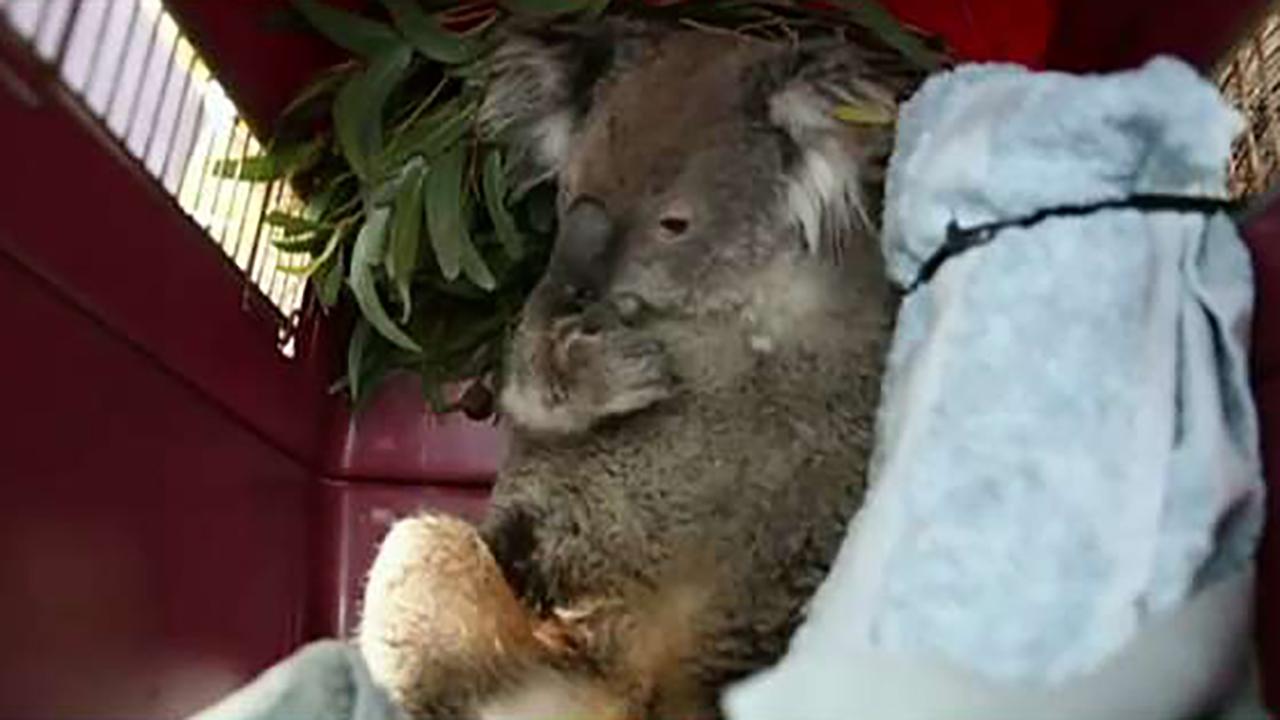 Injured animals being rescued and rehabilitated around the clock in Australia
