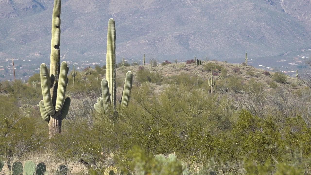 Dozens Of Arizona S Iconic Cactuses Are Being Illegally Dug Up And Sold Across The World Fox News